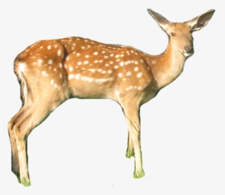 White-tailed Deer , Png Download - White-tailed Deer, Transparent Png, Transparent PNG