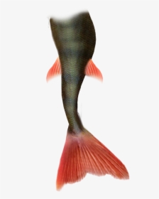 Mermaid Tail Png Pic - Mermaid Tail White Background, Transparent Png, Transparent PNG