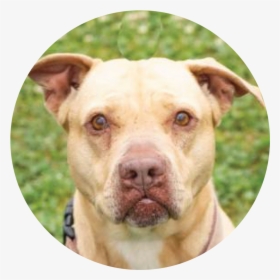Princess-02 - American Pit Bull Terrier, HD Png Download, Transparent PNG