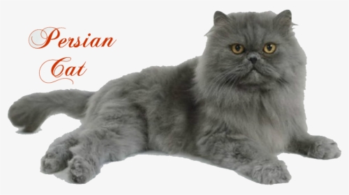 Persian Cat - Full Punch Face Persian Cat, HD Png Download, Transparent PNG