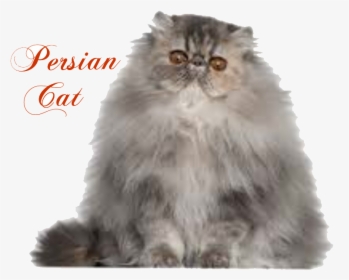 Transparent Persian Cat Png - Persian Himalayan Cat, Png Download, Transparent PNG