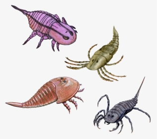 File - Stylonurina - Eurypterid Animals, HD Png Download, Transparent PNG