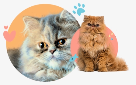 Persian Flat Faced Cats, HD Png Download, Transparent PNG
