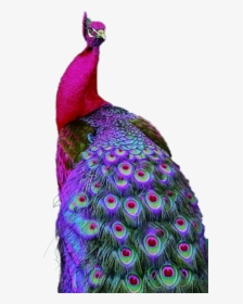 #pavo Real - Peacock Wallpaper For Mobile, HD Png Download, Transparent PNG