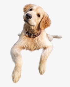 Transparent Funny Dog Png - Dog Catches Something, Png Download, Transparent PNG