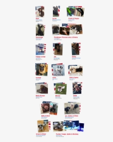 Employee Pets, HD Png Download, Transparent PNG
