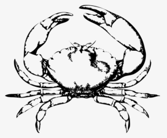 Crab Frames Illustrations Hd - Black And White Crab, HD Png Download, Transparent PNG