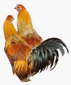 Transparent Chicken - Петухи Пнг, HD Png Download, Transparent PNG