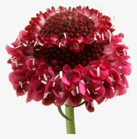 Bouquet, HD Png Download, Transparent PNG