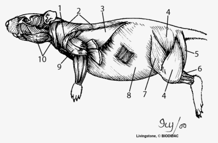 Sheet Rat Dissection - Muscular System Of A Mouse, HD Png Download, Transparent PNG