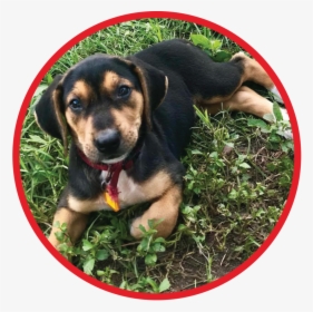 Website Puppy Graphic - Beaglier, HD Png Download, Transparent PNG