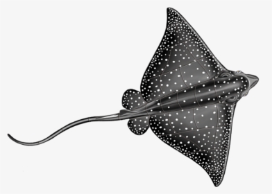 Spotted Eagle Ray Drawing, HD Png Download, Transparent PNG