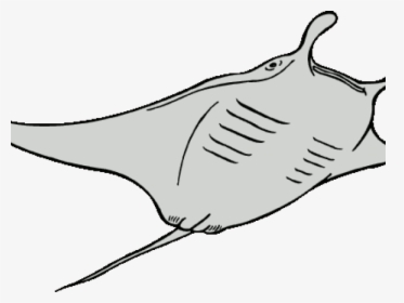 Pomegranate Clipart Black And White - Manta Ray Line Art, HD Png Download, Transparent PNG