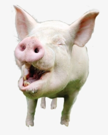 Pig Png Image - Domestic Pig, Transparent Png, Transparent PNG