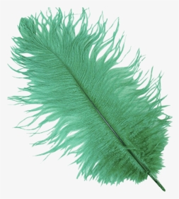 Emerald Ostrich Feather Plume - Ostrich Feather Png, Transparent Png, Transparent PNG