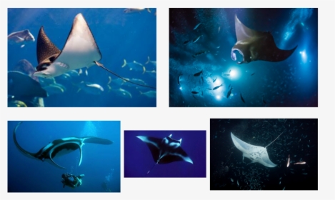 Picture - Manta Ray, HD Png Download, Transparent PNG