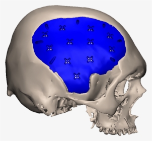 Skull, HD Png Download, Transparent PNG