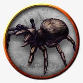 Giant Wolf Spider - Wolf Spider, HD Png Download, Transparent PNG