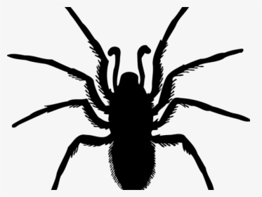 Spider Bug Silhouette , Transparent Cartoons - Spider Silhouette Transparent Background, HD Png Download, Transparent PNG