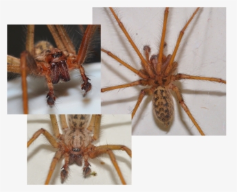 Picture - Wolf Spider, HD Png Download, Transparent PNG