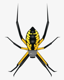 Yellow Garden Spider, HD Png Download, Transparent PNG