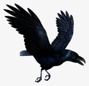 Raven Flying Png Hd - Flying Raven Transparent, Png Download, Transparent PNG