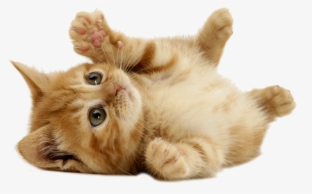 Beautiful Images Of Kittens, HD Png Download, Transparent PNG