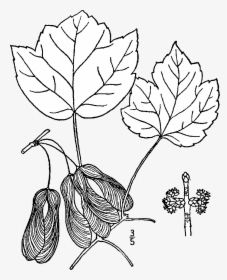 Acer Rubrum Trilobum Drawing - Acer Rubrum Botanical Drawing, HD Png Download, Transparent PNG