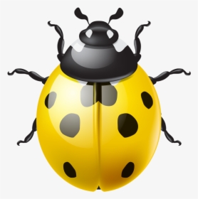 Ladybug Transparent, HD Png Download, Transparent PNG
