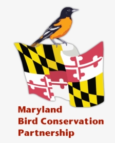 Mbcp Logo Words - Maryland State Flag, HD Png Download, Transparent PNG