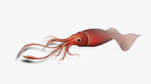 Transparent Squid Png - Giant Squid Png, Png Download, Transparent PNG