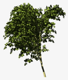 Twig, HD Png Download, Transparent PNG