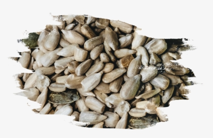 Seed, HD Png Download, Transparent PNG