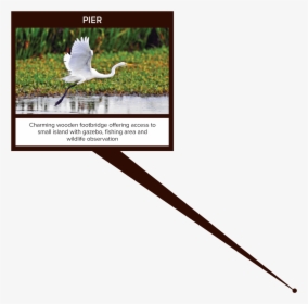 White Egret, HD Png Download, Transparent PNG