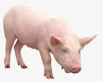 Domestic-pig - Pig Png, Transparent Png, Transparent PNG