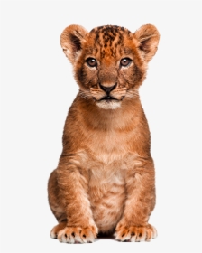 Cute Clipart Wild Animal - Transparent Lion Cub Png, Png Download, Transparent PNG