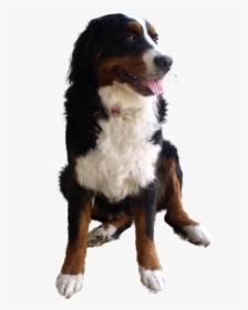 Cute Dog Png Image - High Res Dog Image Transparent, Png Download, Transparent PNG