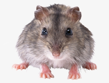 Cute Mice Png - Animal Mouse Images Hd, Transparent Png, Transparent PNG