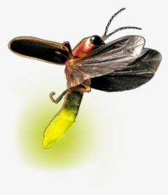 Transparent Firefly Bug Clipart - Firefly Insect Png Transparent, Png Download, Transparent PNG