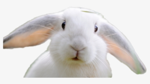 Rabbit Png Image - Domestic Rabbit, Transparent Png, Transparent PNG