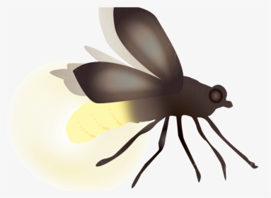 Firefly Transparent, HD Png Download, Transparent PNG