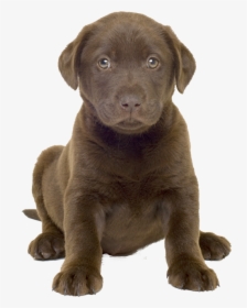 Cute Dog Whelp Png Image - Chocolate Lab Puppy Png, Transparent Png, Transparent PNG