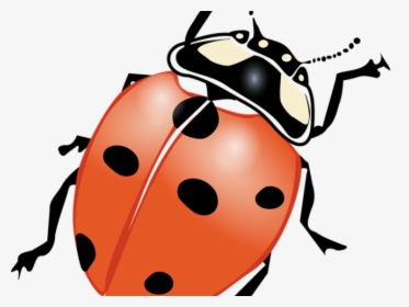 Ladybug Images Black And White - Outline Drawing Of Bug, HD Png Download, Transparent PNG
