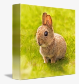Clip Art Baby Rabbit By Silvio - Domestic Rabbit, HD Png Download, Transparent PNG