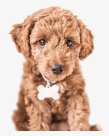 Cute Dog - Labradoodle - Labradoodle Clipart Png, Transparent Png, Transparent PNG