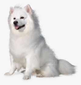 #beautiful #white #fluffy #puppy #dog #cute #animal - American Eskimo Dog White Background, HD Png Download, Transparent PNG