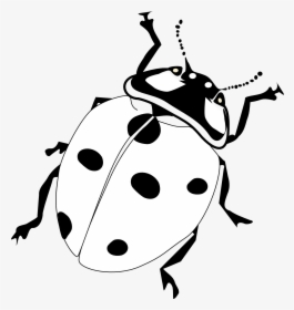 Transparent Firefly Insect Png - Realistic Ladybug Coloring Page, Png Download, Transparent PNG