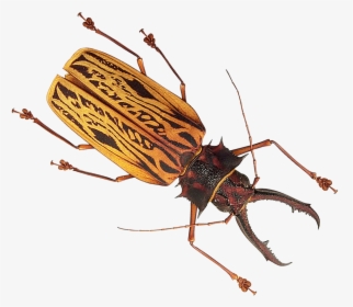 Transparent Insect Png - Insect Png, Png Download, Transparent PNG