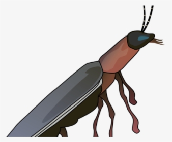 Drawn Insect Firefly - Diagram Of Firefly, HD Png Download, Transparent PNG