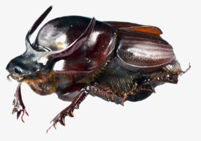 Dung Beetle Transparent Png - Onthophagus Taurus, Png Download, Transparent PNG